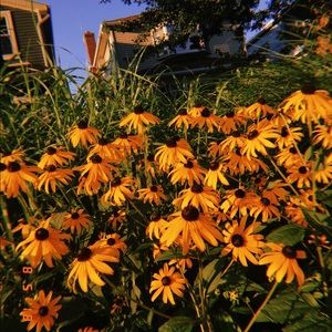 Meet your Posher, Grace